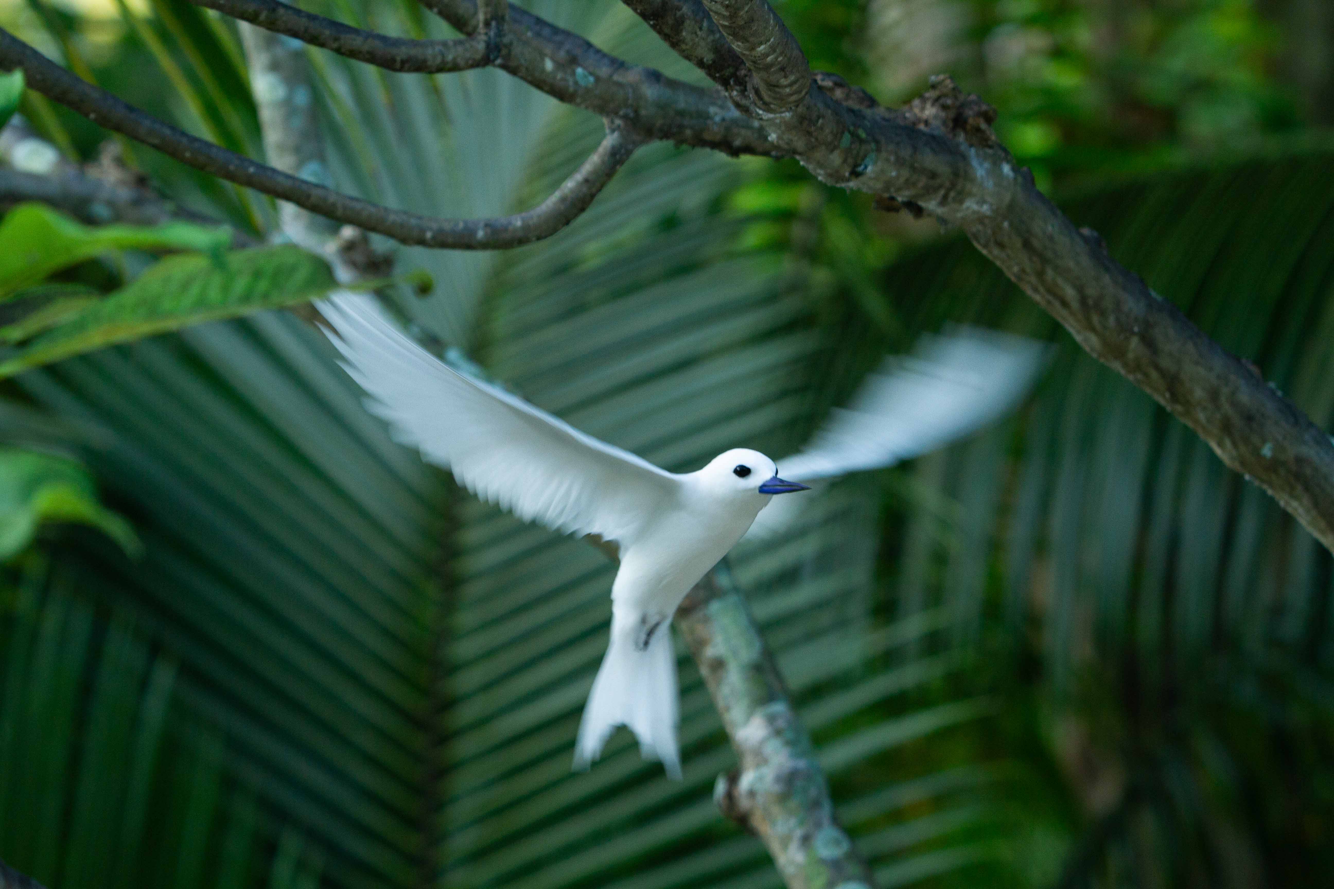 Gygis Alba, Denis island, Seychelles