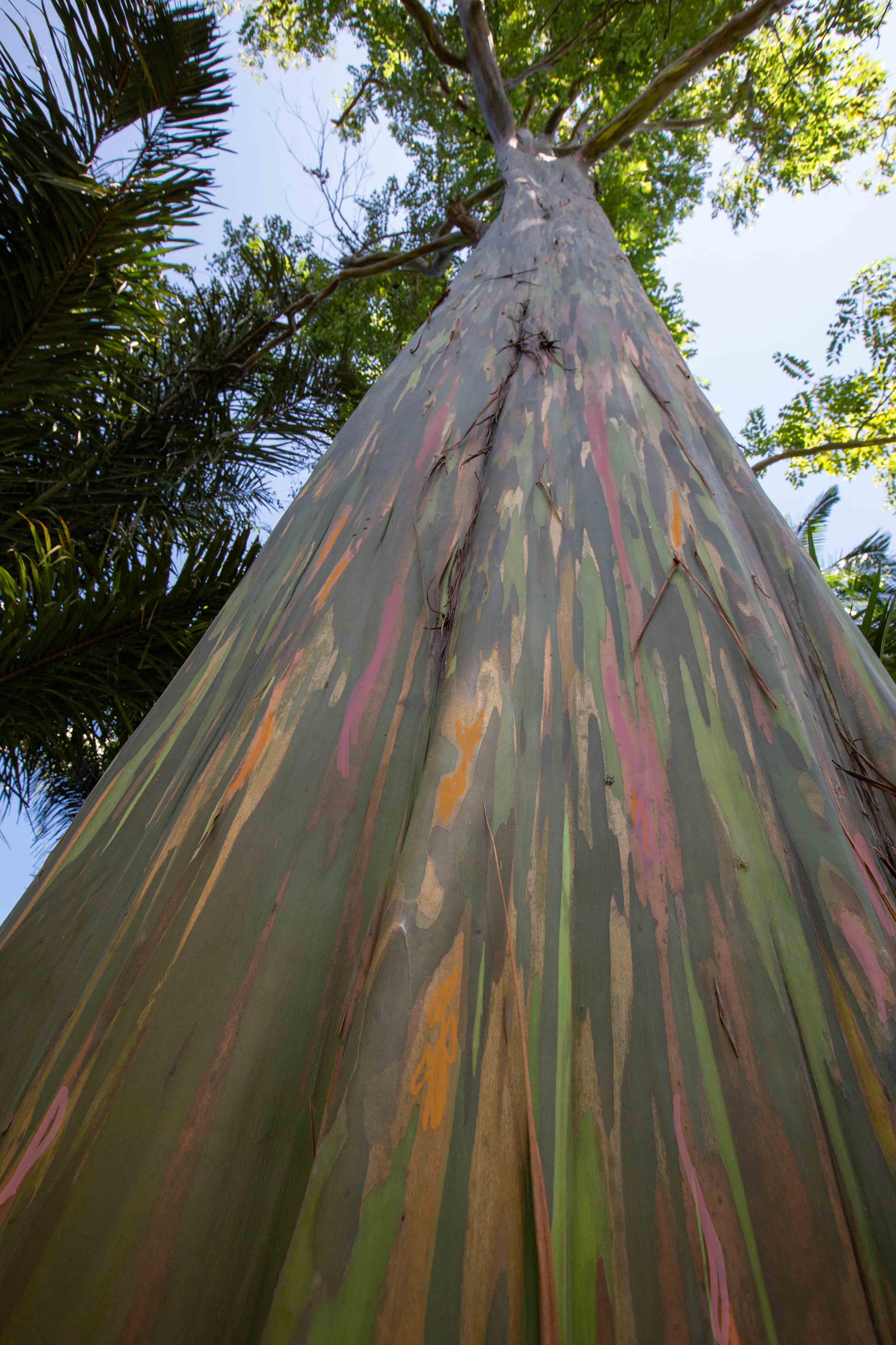 Eucaliptus Arcoiris, Burle Marx, Rio de Janeiro